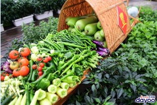 千种新鲜蔬菜等你来品尝 走,到广州南沙 吃瓜 去