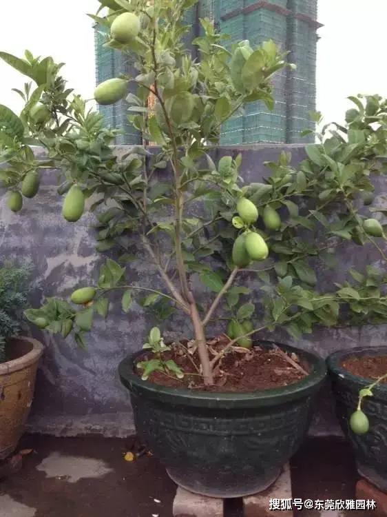 适合在阳台上种植的10种水果