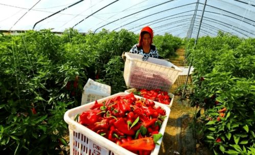 五河县朱顶镇大道蔬菜种植家庭农场 产业扶贫典型案例