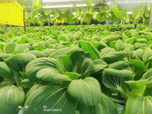 喜报丨厉害了 长春农博园6大蔬菜品种获得全球 中国良好农业操作规范 双认证