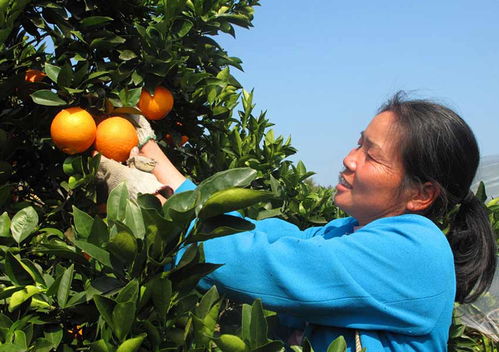 融安董安村农民种水果种出的幸福生活